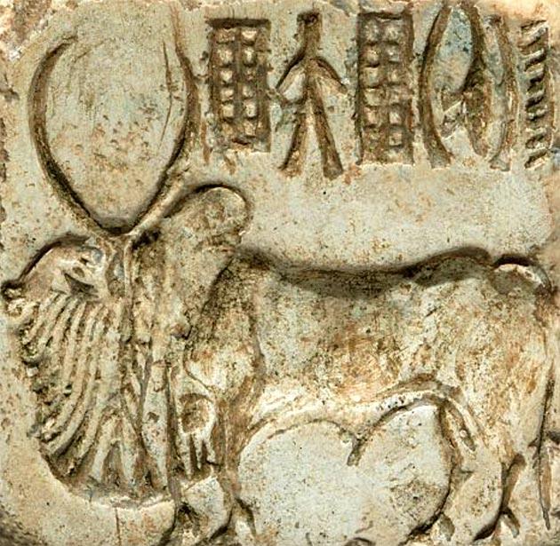 Zebu Seal